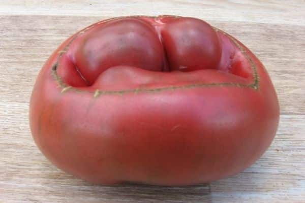 Tomate ernten