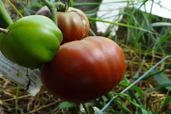 Rezensionen über Tomaten