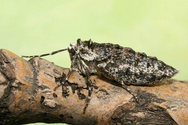 mariposa flor