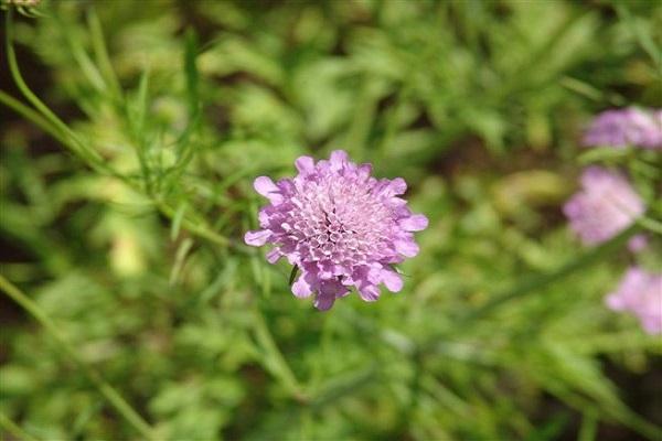 krzak scabiosy