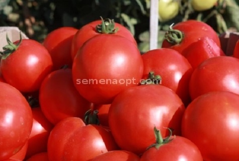 un tas de tomates 