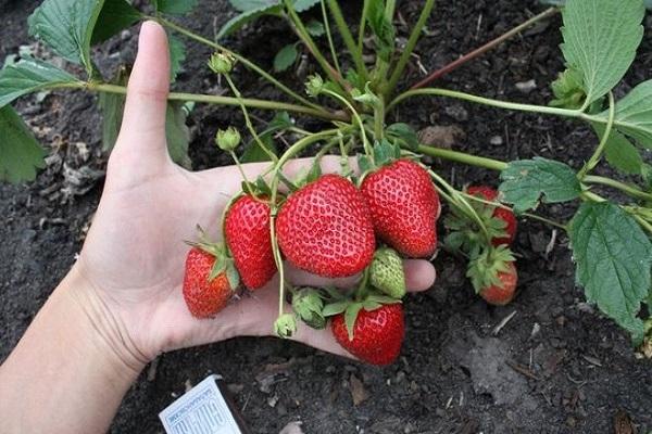 Kontrolle der Beeren 