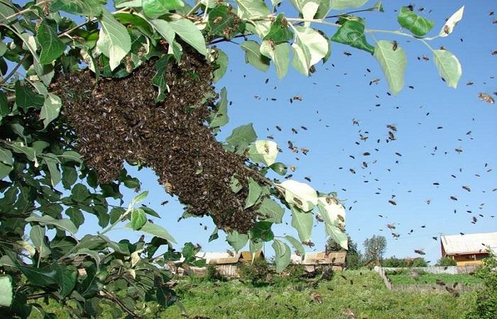 Kolik medu průměrně vyprodukuje jedna včela za svůj život, což ovlivňuje sběr