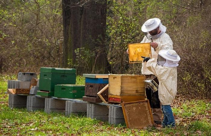 beekeepers in the apiary 