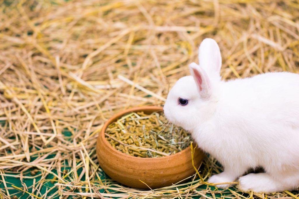 feeding rabbits