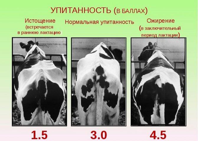 дебљина у куглицама