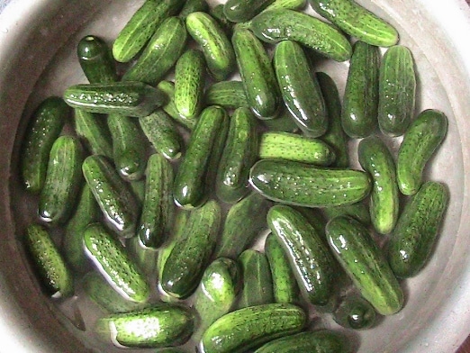 fresh cucumbers