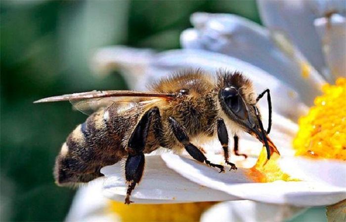 život včely 