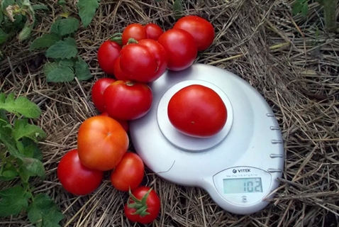 Aussehen einer polaren frühreifenden Tomate