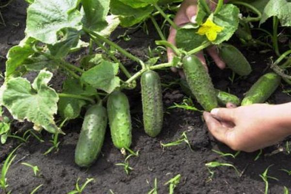 cucumber harvest