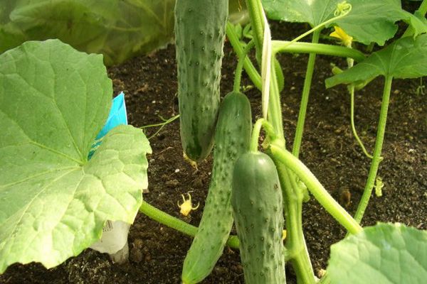 cucumber varieties