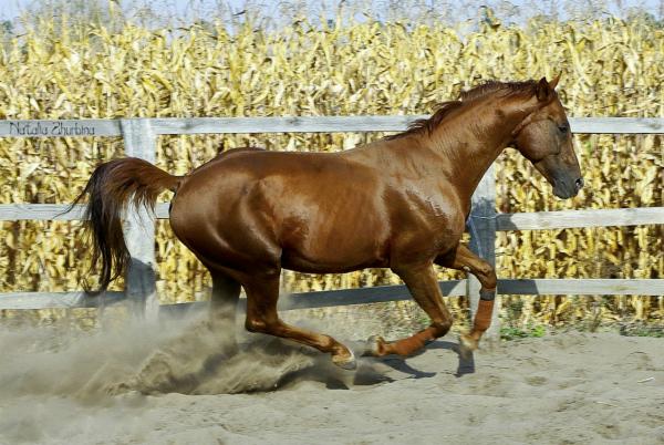 het paard loopt