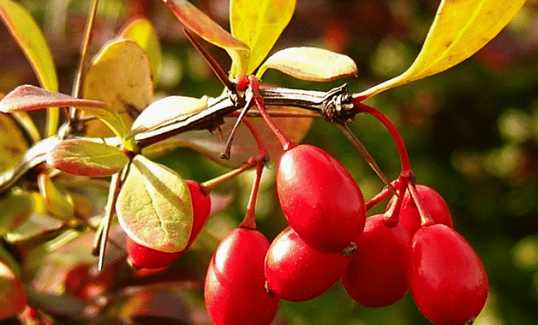 poda de bérberis