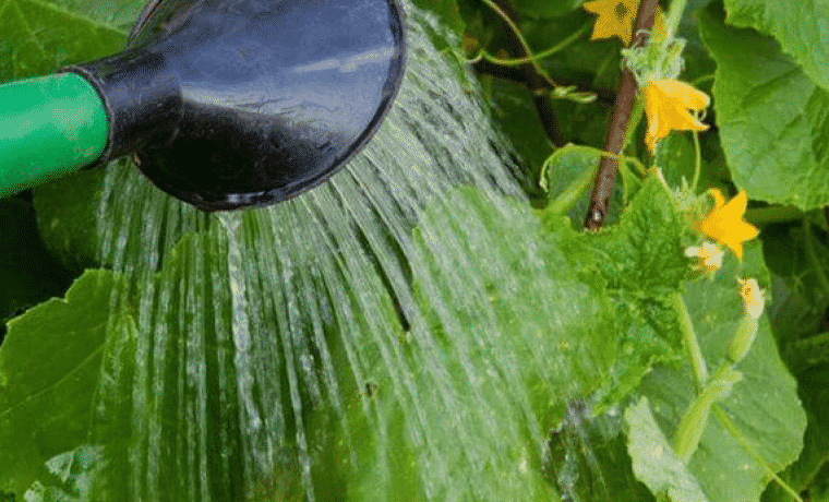 arroser les courgettes