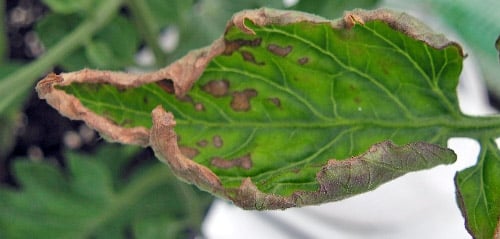 the leaves are drying