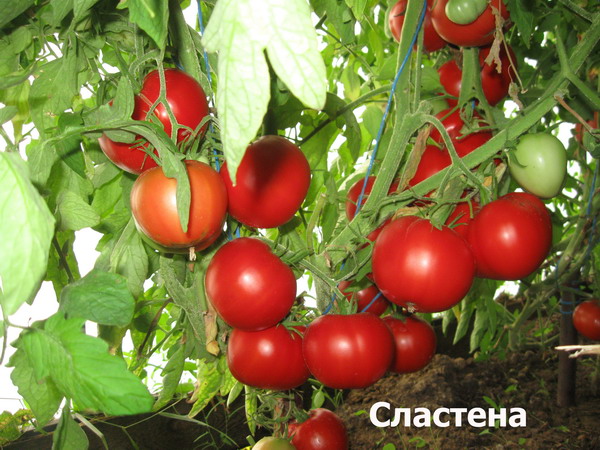 Tomate hat eine Naschkatze