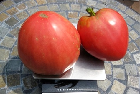 Selección de las variedades más dulces de tomates para campo abierto e invernaderos.