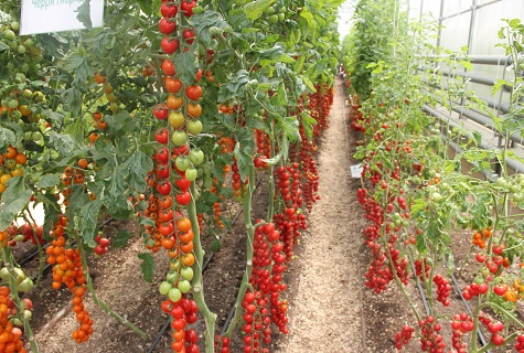 tomato ribbons 