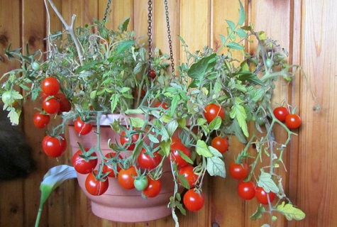 tomate en una olla