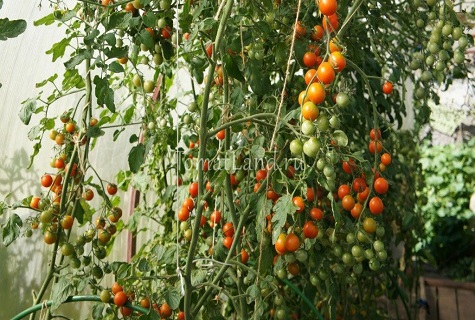 Selección de las variedades más dulces de tomates para campo abierto e invernaderos.