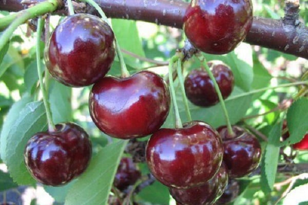 rojo cereza