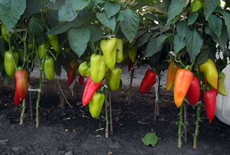 sladká paprika v otevřeném terénu