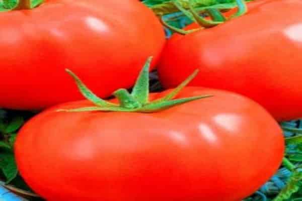 tomatoes growing