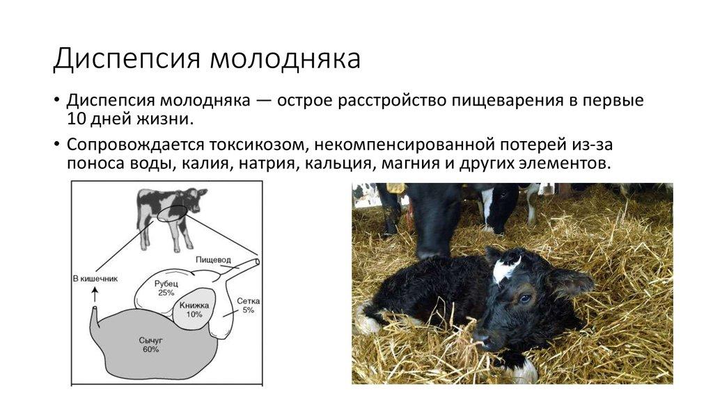 Symptoms and diagnosis of dyspepsia in calves, treatment regimens and prevention