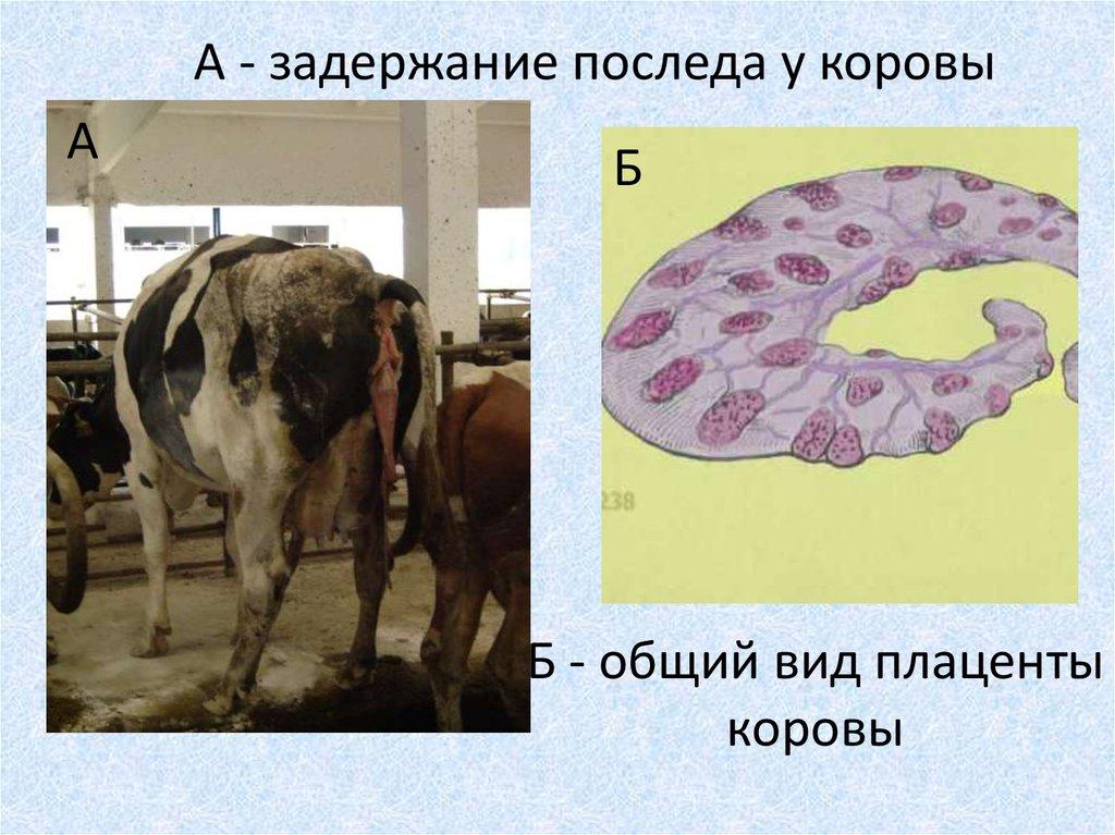 retenção de placenta em vacas