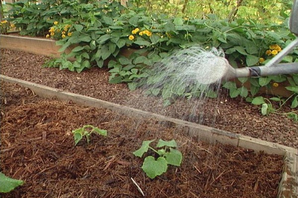 Bewässerung aus einer Sprinkleranlage 