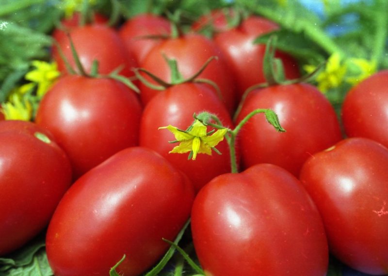 cream tomatoes