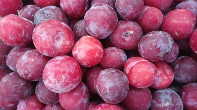 fresh plum