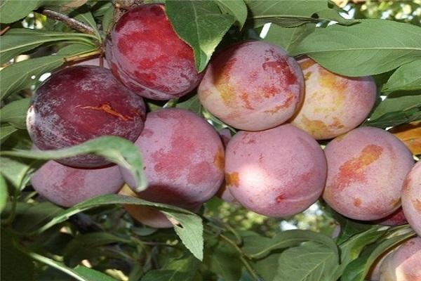 many fruits 