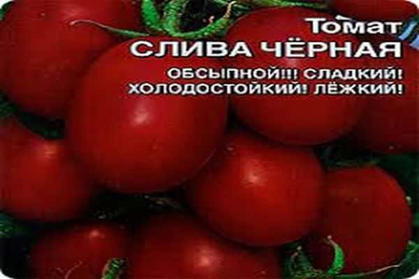 description of tomato