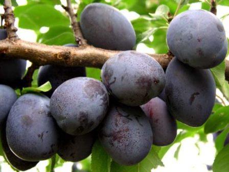 plum eurasia