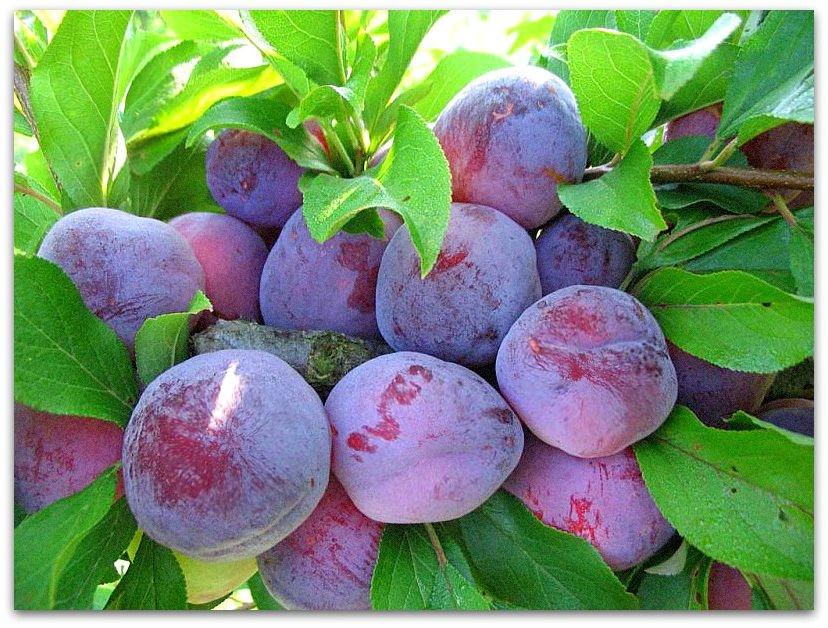 plum eurasia