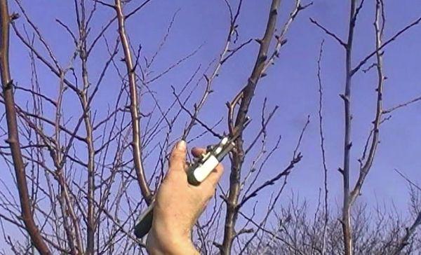 plum pruning