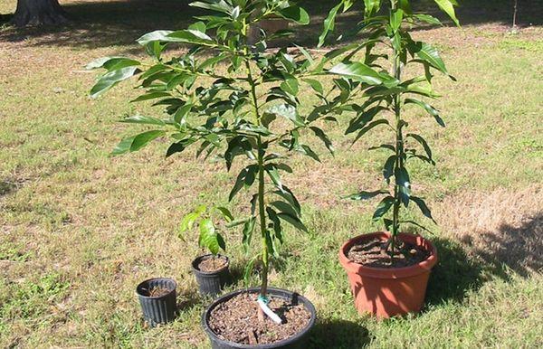 plum seedlings