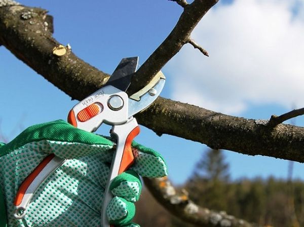 plum pruning