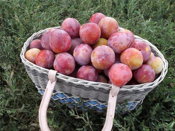 basket na may cherry plum