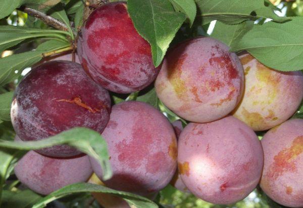 Plum Otsark 