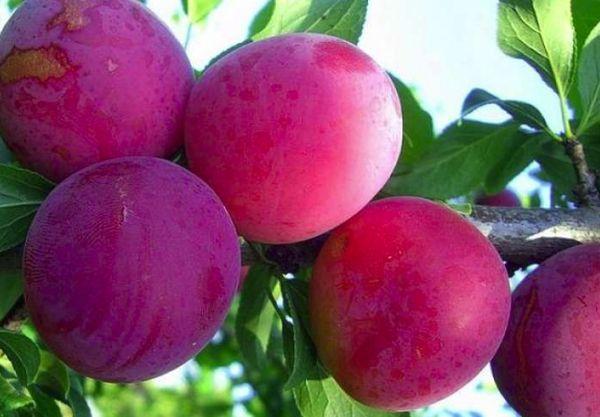 plody třešňových švestek