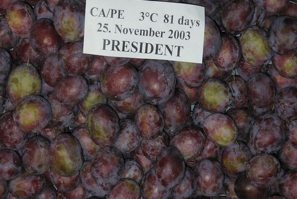 plum harvest