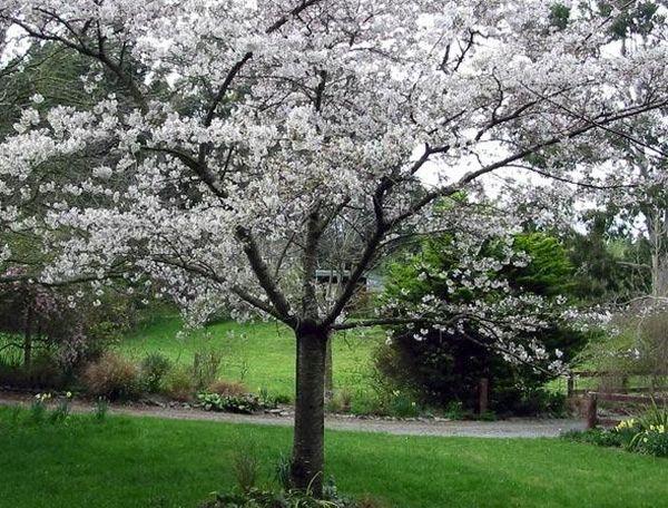 plum blossom