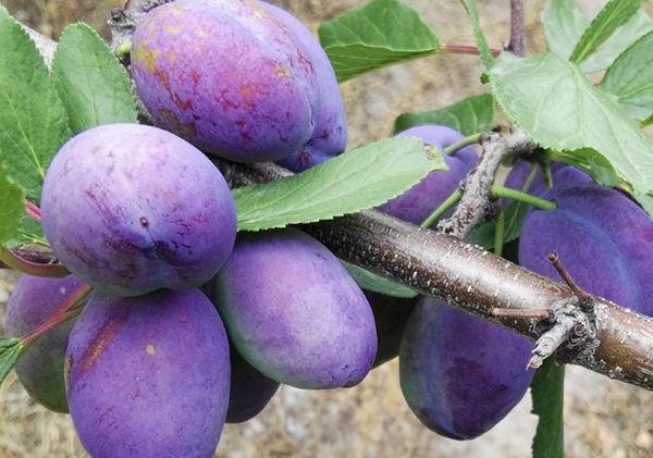 Ώριμο δαμάσκηνο