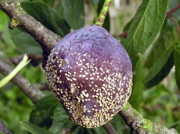 plum diseases