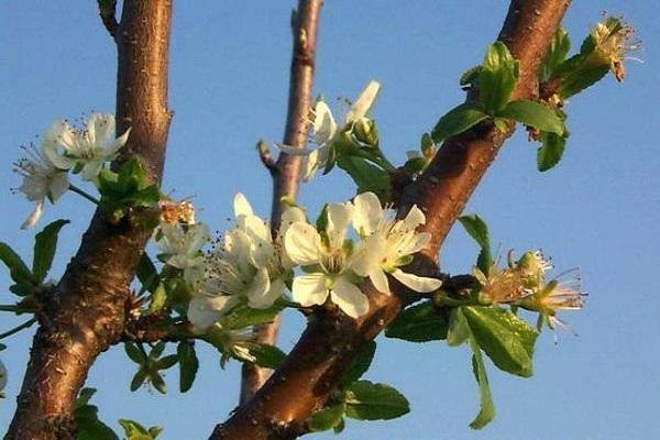 tree flowers 