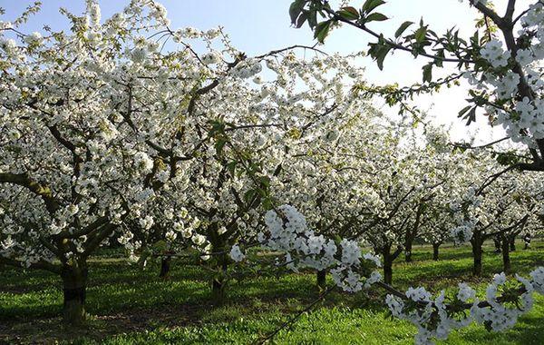 Pflaumenblüte