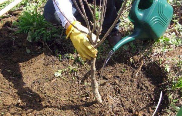 Regar un árbol