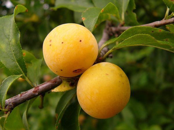 Pruimen planten en verzorgen in Siberië, welke variëteiten je het beste kunt laten groeien